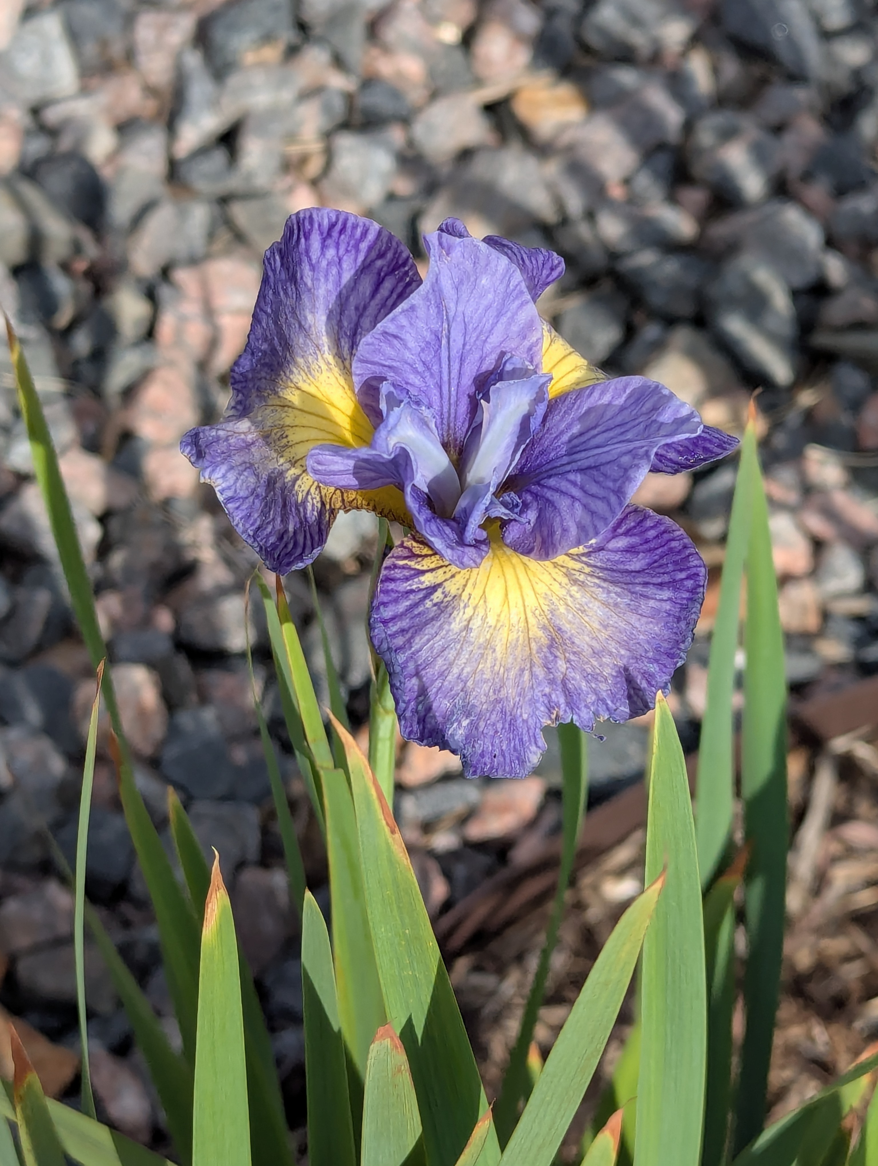 mini iris, Morrison, Colorado